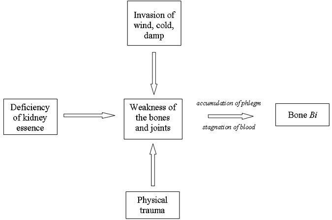 Etiology and Pathology of Bone Bi