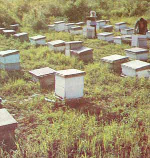 Apiary in northeast China