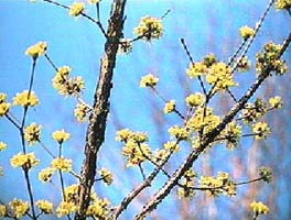 The cornus tree AKA: the Japanese dogwood or Japanese Cornelian cherry.