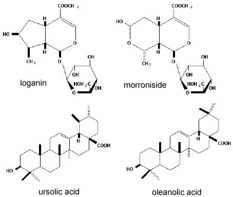 The iridoids loganin and morroniside (top) and the pentacyclic triterpenoids ursolic acid and oleanolic acid (bottom)