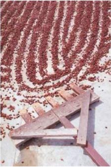 Beans carefully spread for drying