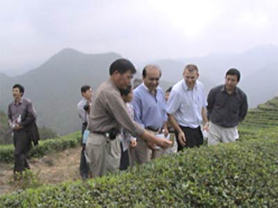 Inspectors from the United Nations at an organic tea plantation in China