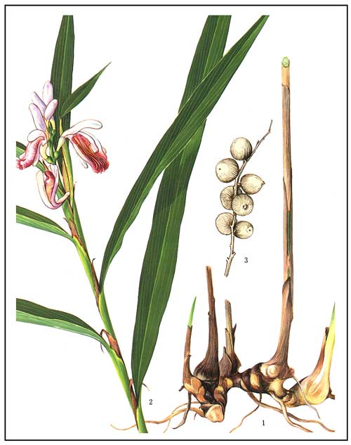 Alpinia officinarum