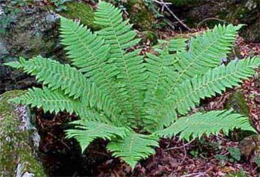 Dryopteris crassirhizoma