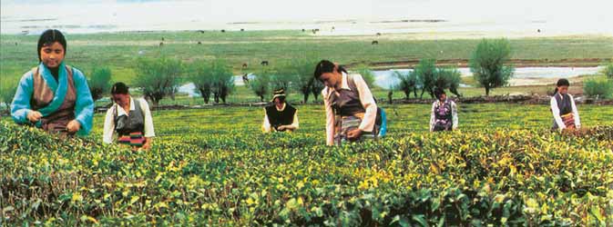 Tibetan women harvesting tea