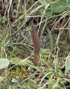 Cordyceps growing in the wild