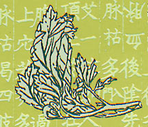 Detail of artemesia leaf from moxa pad packet