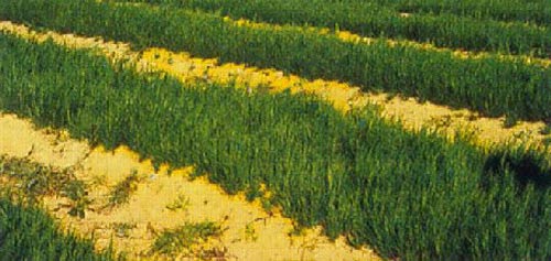 Rooibos under cultivation