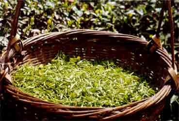 Freshly harvested Tian Mu Mountain tea